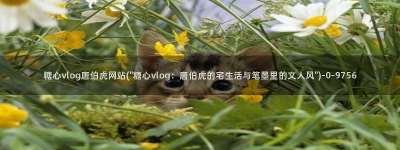 糖心vlog免费eye